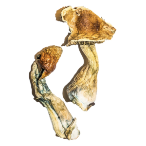 Buy B+ Magic Mushrooms